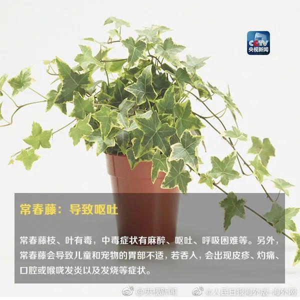 女孩和花合影中毒,网友:安陵容的话要信……