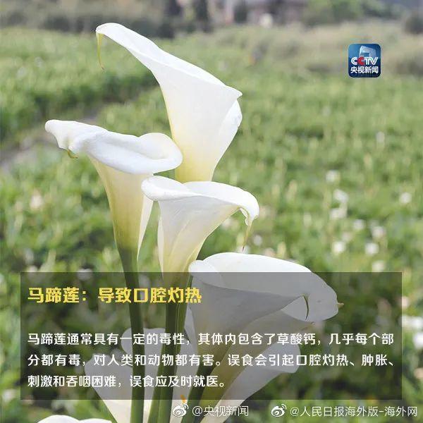 女孩和花合影中毒,网友:安陵容的话要信……