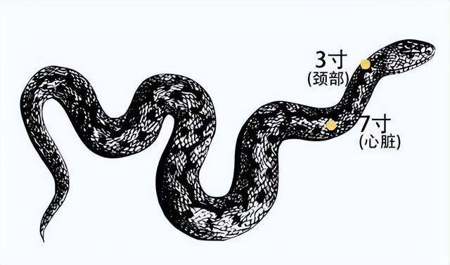 首次发现:雌蛇也有人类生殖器官!它究竟有何用?被发现有何价值