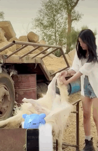 “噶羊少女”一夜爆火,惊呆4000w网友:没想到下手竟然那么狠?