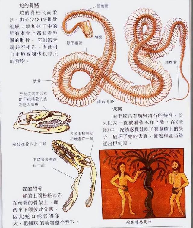 首次发现:雌蛇也有人类生殖器官!它究竟有何用?被发现有何价值