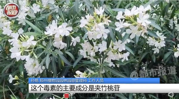 女孩和花合影中毒,网友:安陵容的话要信……