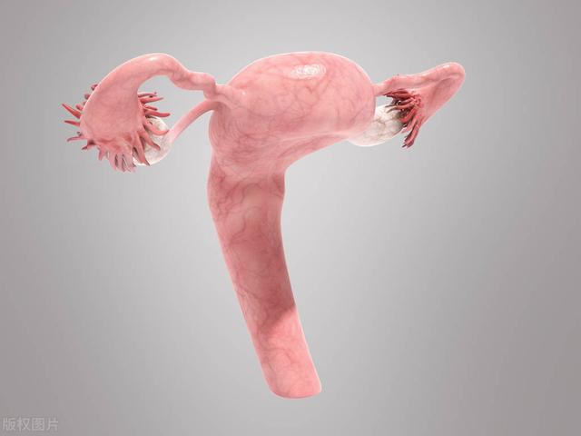 女性“小妹妹”的长度你知道是多少吗?它的结构是怎样的?