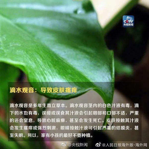 女孩和花合影中毒,网友:安陵容的话要信……