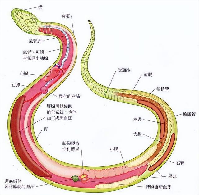 首次发现:雌蛇也有人类生殖器官!它究竟有何用?被发现有何价值