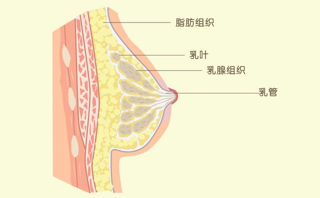 原来女生的胸部形状有那么多种?东亚女性胸部偏小真是基因所致?