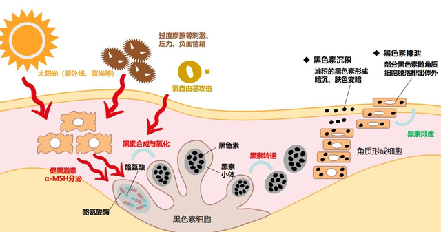 女性私处颜色深,是性生活多了?别被男人“洗脑”了