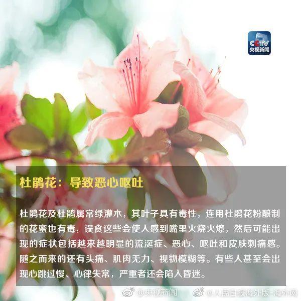 女孩和花合影中毒,网友:安陵容的话要信……