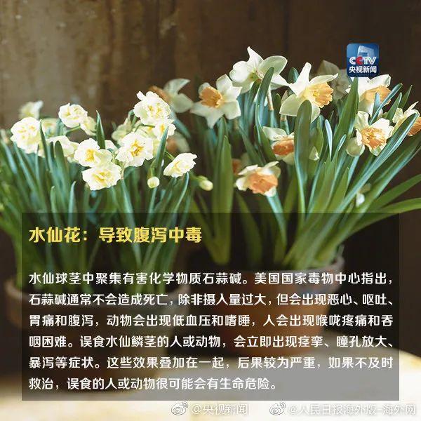 女孩和花合影中毒,网友:安陵容的话要信……