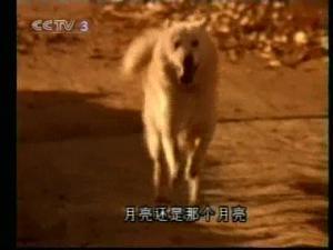 89年《篱笆女人和狗》:你还记得这部好剧和剧里的歌么?