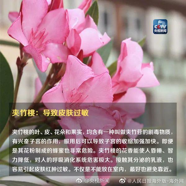 女孩和花合影中毒,网友:安陵容的话要信……