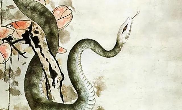 首次发现:雌蛇也有人类生殖器官!它究竟有何用?被发现有何价值
