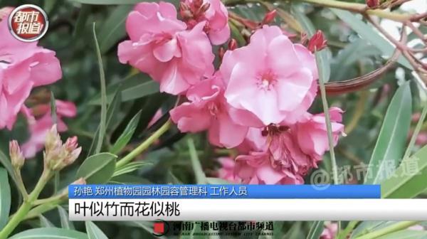 女孩和花合影中毒,网友:安陵容的话要信……