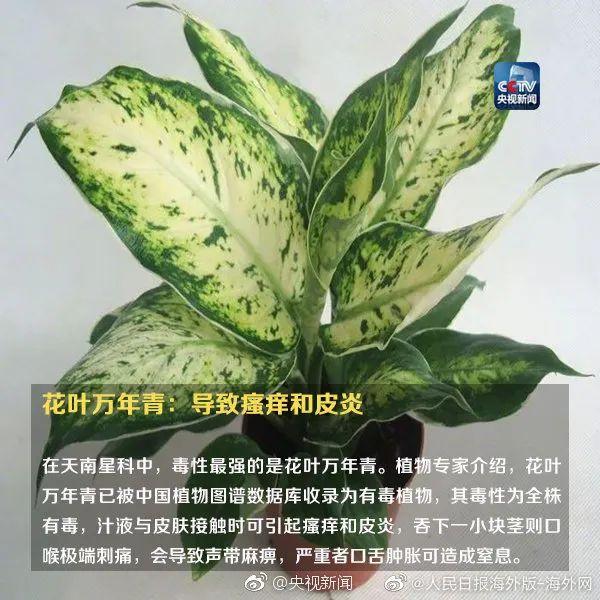女孩和花合影中毒,网友:安陵容的话要信……