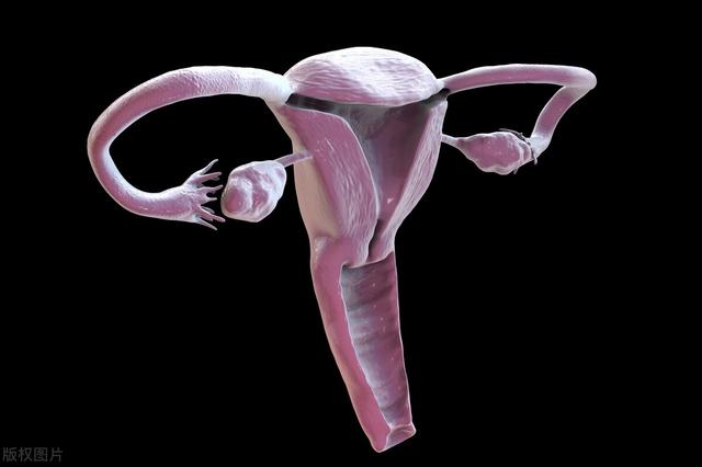 女性“小妹妹”的长度你知道是多少吗?它的结构是怎样的?