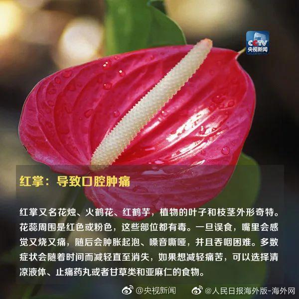 女孩和花合影中毒,网友:安陵容的话要信……