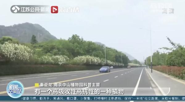 女孩和花合影中毒,网友:安陵容的话要信……