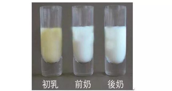 什么是初乳你知道吗?它到底有多神奇呢?