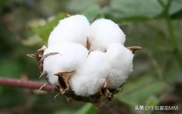 女人花,女人娇艳如花,用一种花形容不同年龄的女人。