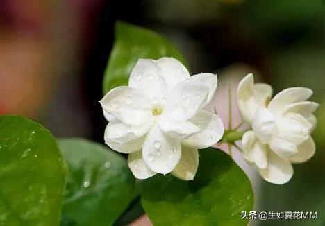 女人花,女人娇艳如花,用一种花形容不同年龄的女人。