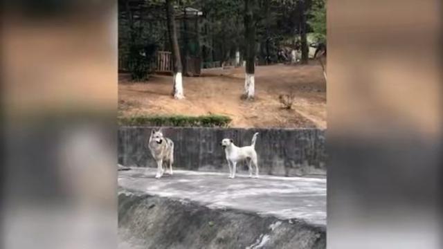 武汉一动物园母狗公狼相伴5年,饲养员:纯友情!它们能交配吗?