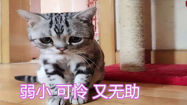 男子烫孕猫遭到制裁,为何女子踩踏动漫手办无人指责,还能赚钱呢