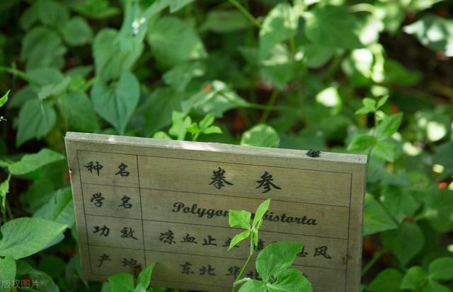 拳参,清热毒,凉血止血,肠热,崩漏,月经过多,便血,吐血