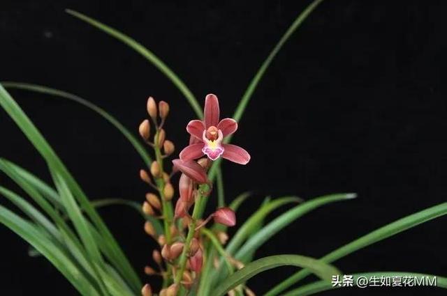 女人花,女人娇艳如花,用一种花形容不同年龄的女人。