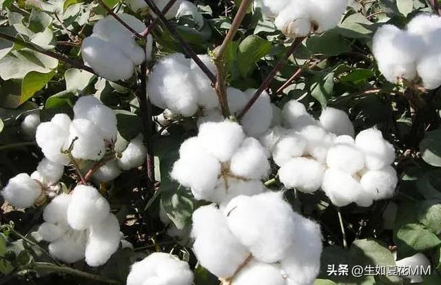 女人花,女人娇艳如花,用一种花形容不同年龄的女人。