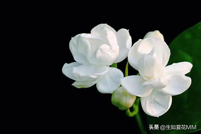 女人花,女人娇艳如花,用一种花形容不同年龄的女人。