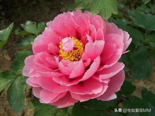 女人花,女人娇艳如花,用一种花形容不同年龄的女人。