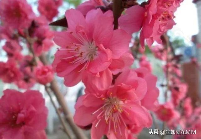 女人花,女人娇艳如花,用一种花形容不同年龄的女人。