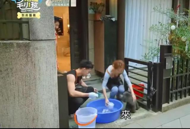 台综女星给狗洗澡,却被频繁拍胸部,画面多次走光,网友:故意的