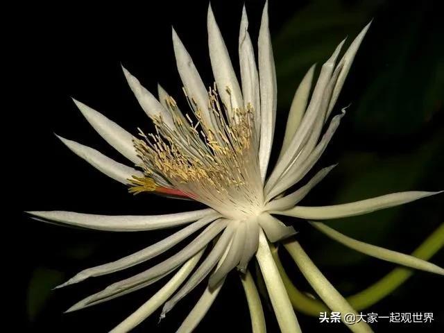 45张真实照片:日本貌美如花的黑帮女老大,完整的人类神经系统