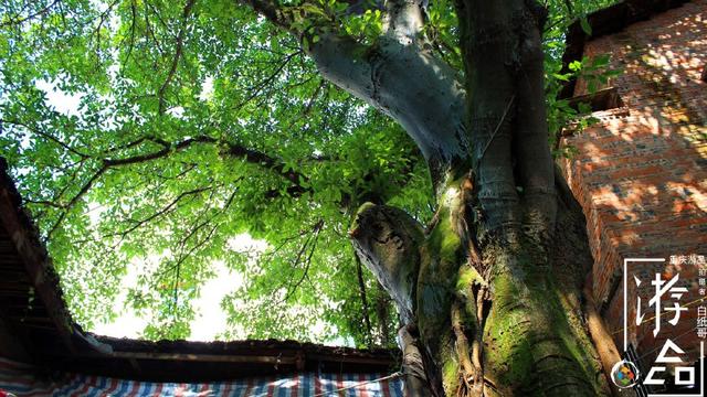 七夕节就能有情人终成眷属?告诉你更多关于它的真相
