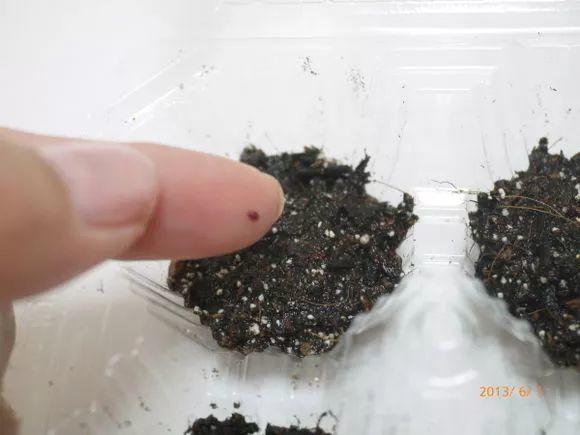 在家种西红柿,土里埋两片,蹭蹭长出红果子!