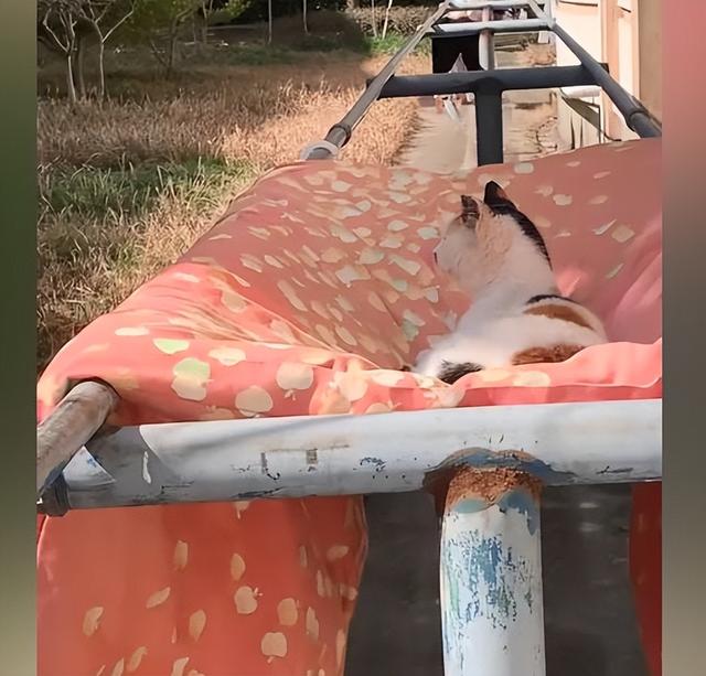 女孩宿舍楼下晒被子,发现被子中央凹陷了,走近后:怎么还长猫了