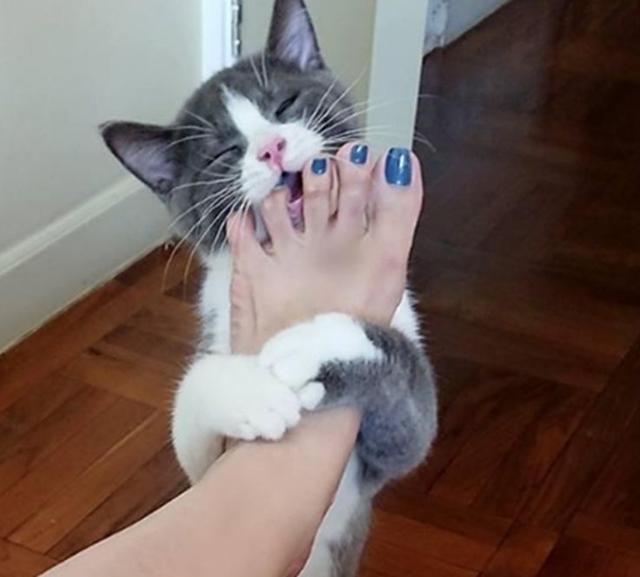 养久了才知道,猫咪舔我不同部位,意思也不同