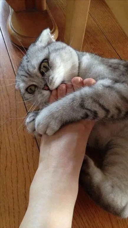养久了才知道,猫咪舔我不同部位,意思也不同