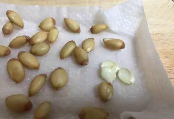 在家种西红柿,土里埋两片,蹭蹭长出红果子!