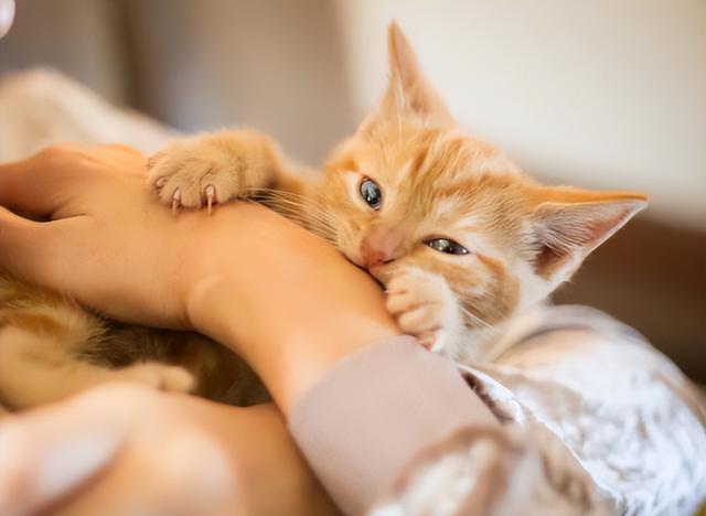 养久了才知道,猫咪舔我不同部位,意思也不同