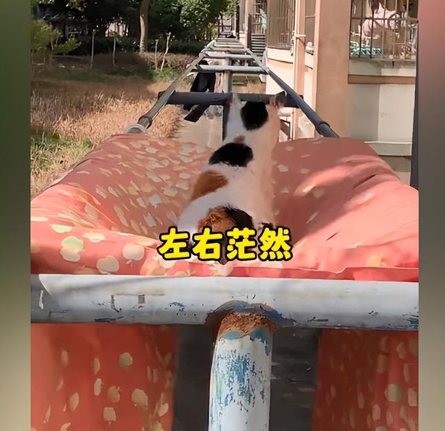 女孩宿舍楼下晒被子,发现被子中央凹陷了,走近后:怎么还长猫了