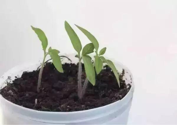在家种西红柿,土里埋两片,蹭蹭长出红果子!