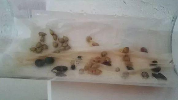 在家种西红柿,土里埋两片,蹭蹭长出红果子!