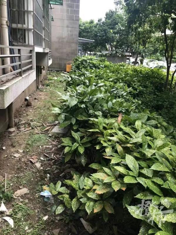 现场监控曝光!5岁小女孩独自在家从7楼坠落,爬起来走了段路求邻居奶奶抱抱