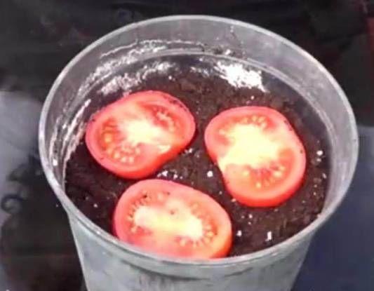 在家种西红柿,土里埋两片,蹭蹭长出红果子!