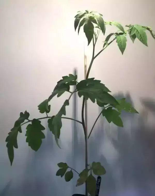 在家种西红柿,土里埋两片,蹭蹭长出红果子!