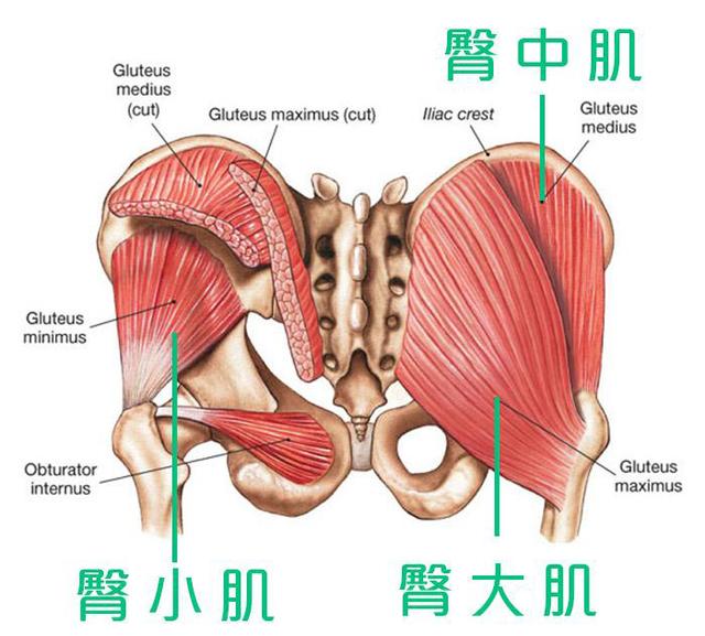 女生常见的5种臀型,哪种臀型最美?看看自己属于哪种