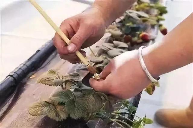 在家种西红柿,土里埋两片,蹭蹭长出红果子!