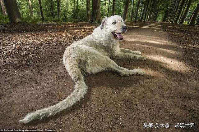 45张真实照片:日本貌美如花的黑帮女老大,完整的人类神经系统